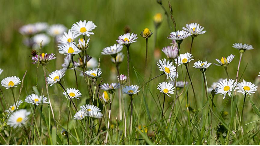 Gänseblümchen in einer niedrigen Wiese strecken von der Seite fotografiert