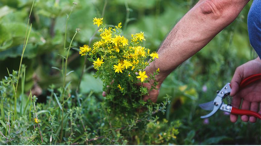 Eine Person ist dabei mit der Gartenschere einen Strauß Johanniskraut abzuschneiden.