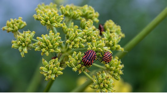 Liebstöckel mit gelben Doldenblüten. Mehrere rot-schwarz gestreifte Käfer sind auf der Pflanze.