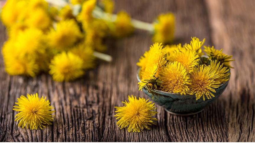 © Colourbox Löwenzahnblüten in einer kleinen Schale, im Hintergrund unscharf ein Löwenzahnstrauß