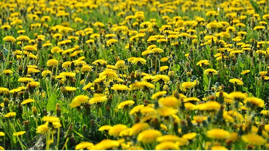 © Colourbox Löwenzahnwiese