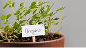 Oregano im Topf mit Namensschild