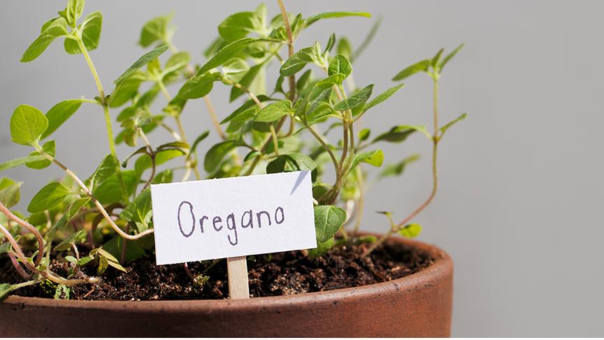 Oregano im Topf mit Namensschild