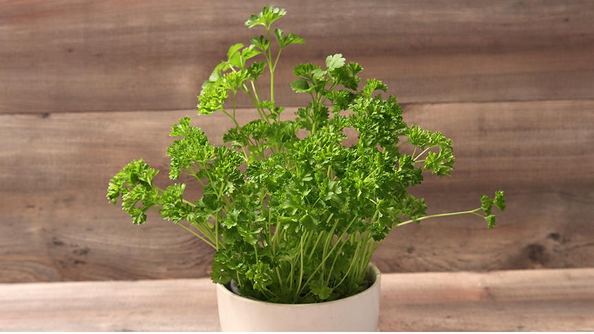 © Colourbox Krause Petersilie in einem beigen Topf