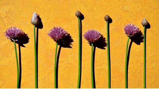 Schnittlauch abwechselnd mit offenen und geschlossenen Blüten nebeneinander vor gelbem Hintergrund