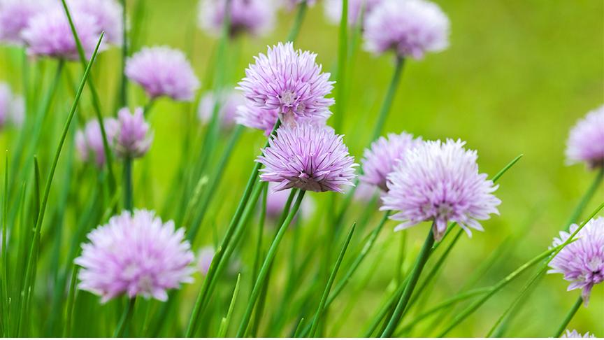 Violett blühender Schnittlauch