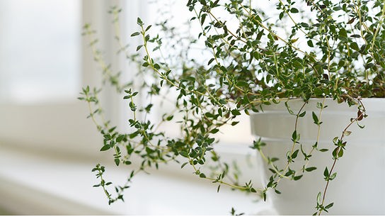 Thymian in einem weißen Topf auf einem Fensterbrett