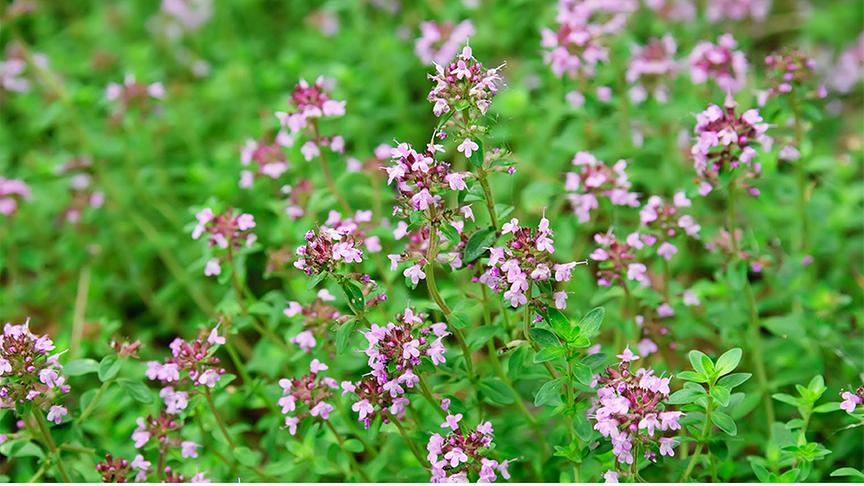 Thymian mit hellen, violetten Blüten