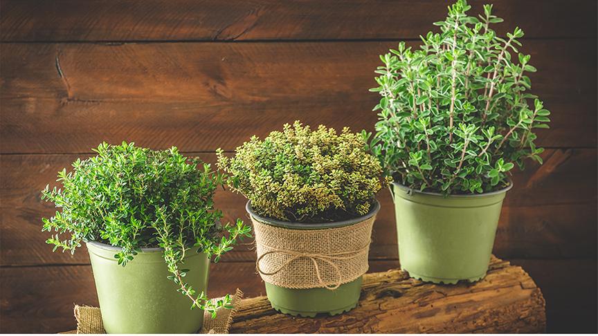 Drei Töpfe mit jeweils unterschiedlich aussehenden Thymiansorten auf einem Stück Holz und vor hölzernem Hintergrund