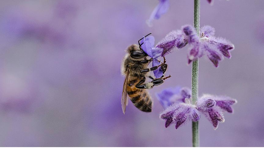 © Foto: Unsplash Eine Biene trinkt aus einer Lavendelblüte. Im Hintergrund sind verschwommen weitere Lavendelsträuche zu erahnen.