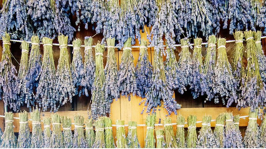 © Foto: Unsplash Mehrere Büschel Lavendel nebeneinander an eim Seil zum Trocknen aufgehängt.