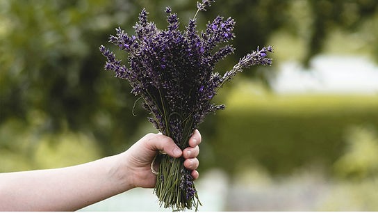 © Foto: Unsplash Eine Person hält ein Bündel Lavendel mit einer Hand in die Höhe.