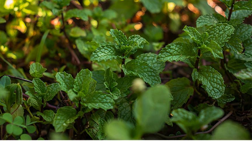 © Foto: Unsplash Minze in der Natur
