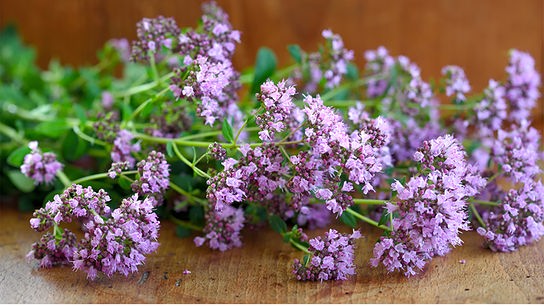 Violett blühender Oregano Strauß