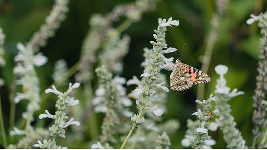 Salbei mit weißen Blüten, auf denen sich ein Schmetterling niedergelassen hat.