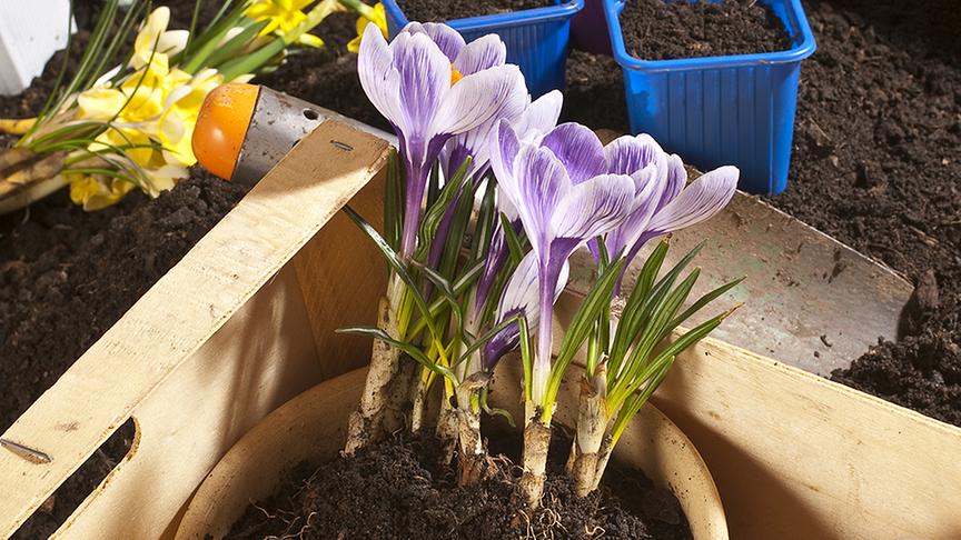 Krokusse werden in einen Topf gepflanzt