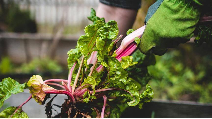 © Foto: Unsplash Eine Person erntet Mangold mit Gartenhandschuhen