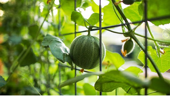 © Foto: Unsplash Kleine Melone, die an einem Strauch wächst, dessen Ranken sich an einem Gitter empor ranken