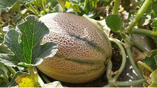 © Foto: Unsplash Zuckermelone mit typischer netzartiger Schale