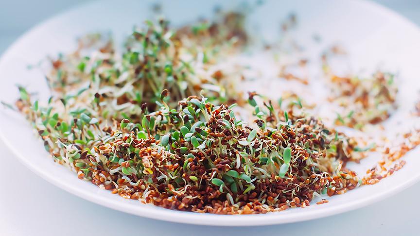 © Foto: Colourbox Microgreens (im Bild: Kresse) gedeihen auf Erde oder Substrat und mögen es hell und luftig.