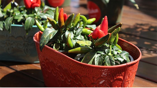 © Foto: Unsplash Chilipflanzen in einem Blumenkasten.