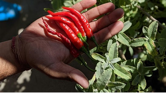 © Foto: Unsplash Mehrere längliche, rote Chilis in einer Hand gehalten über anderen Pflanzen.