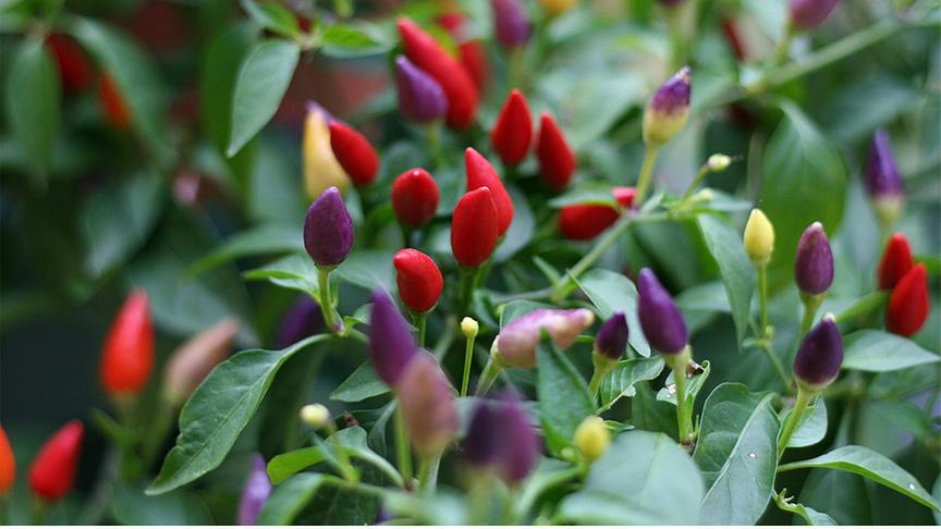 © Foto: Unsplash Gelbe, rote und violette Chilis an einem Strauch
