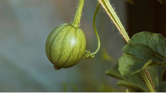 © Foto: Unsplash Kleine, noch junge Wassermelone am Strauch