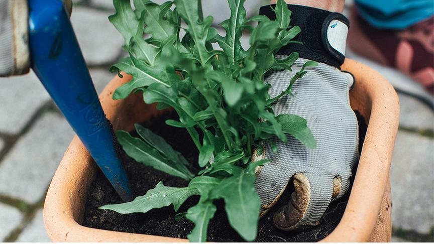Person mit Gartenhandschuhen pflanzt Rucola in einen Terracotta-Topf.