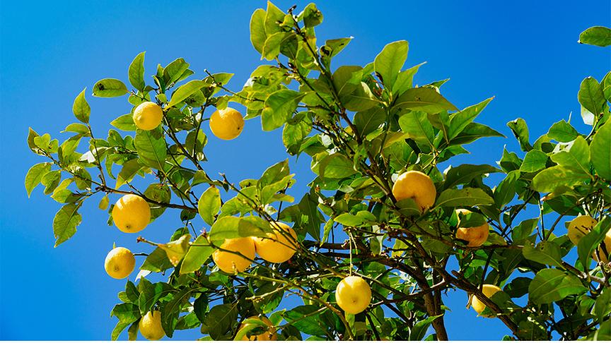 © Foto: Unsplash Der Ast eines Zitronenbaumes mit vielen gelben Zitronen vor blauem Himmel hängend.