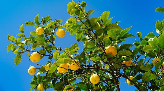 Der Ast eines Zitronenbaumes mit vielen gelben Zitronen vor blauem Himmel hängend.