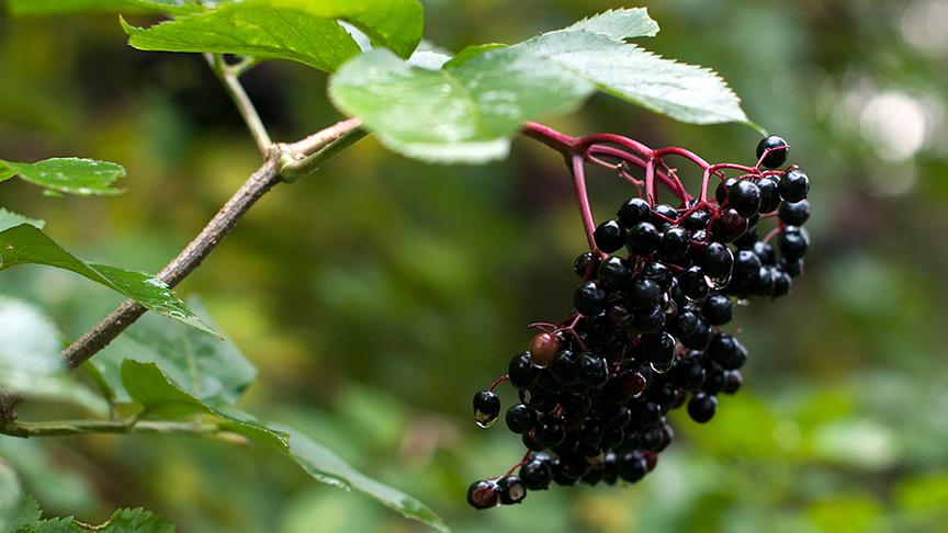 © Colourbox Reife Holunderbeeren.