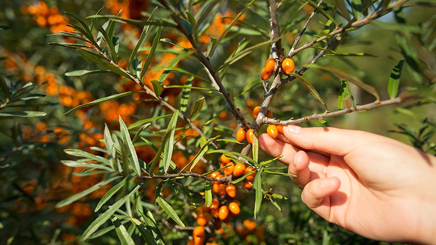 © Colourbox Die Früchte des Sanddorns sind für ihren hohen Vitamin-C-Gehalt bekannt.
