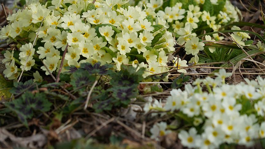© Leopold Mayrhofer/Natur im Garten Die Gärtnerinnen bei den Frühlingsarbeiten