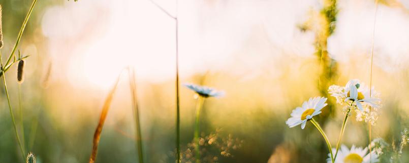 Wildblumenwiese