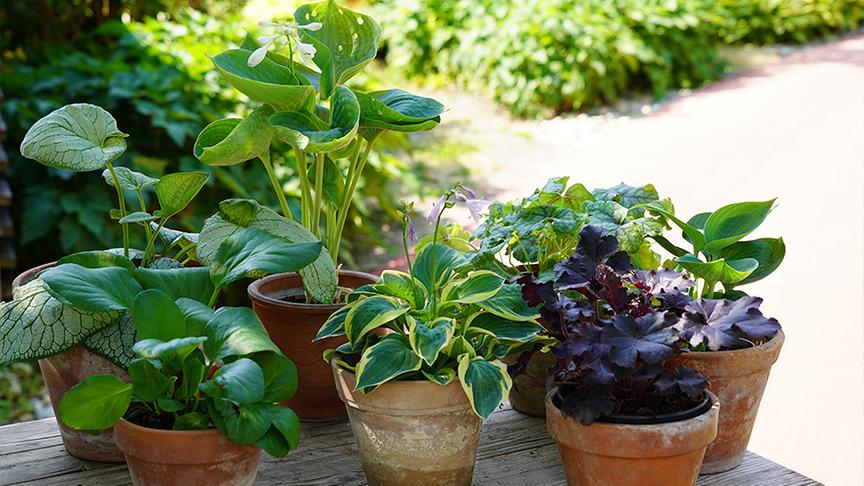 © Natur im Garten/ Leopold Mayrhofer Funkienarten mit unterschiedlichen Farben und Texturen