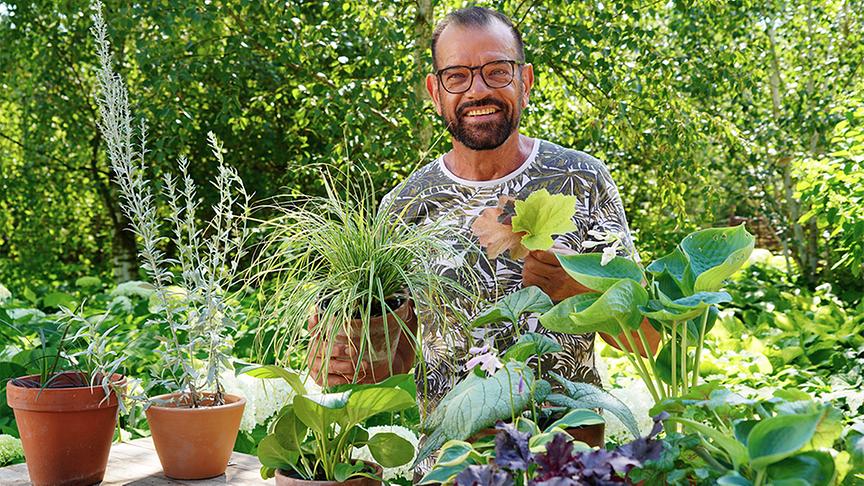 © Natur im Garten/ Leopold Mayrhofer Karl Ploberger stellt unterschiedlichen Arten von Blattschmuckpflanzen vor