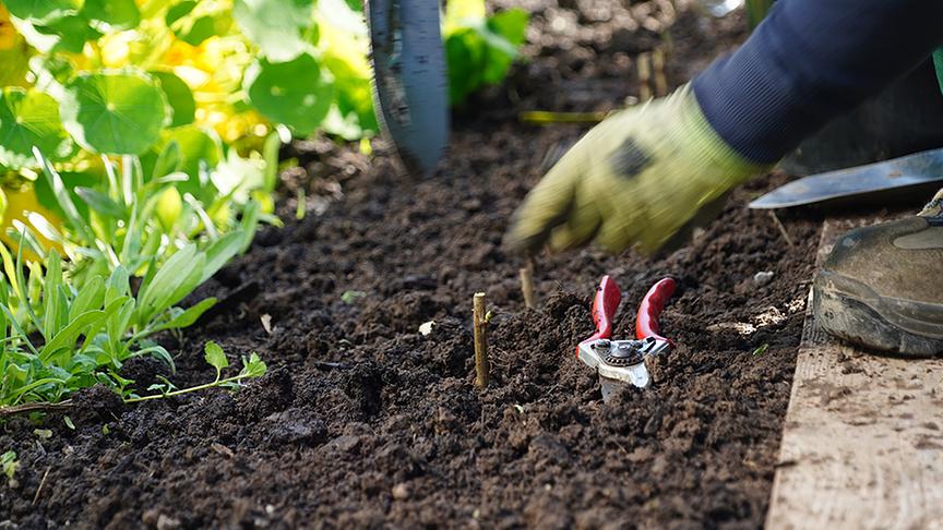 Vermehrung von Stecklingen