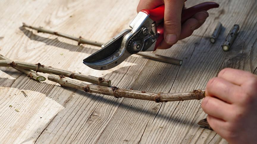 Vermehrung von Stecklingen