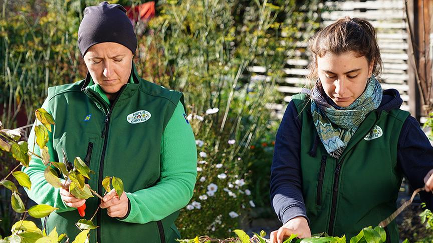 Vermehrung von Stecklingen