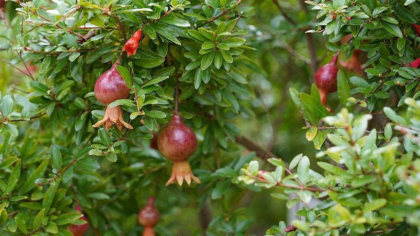 © Natur im Garten/ Leopold Mayrhofer Die Gärtnerinnen der Garten Tulln gestalten einen Bibelgarten