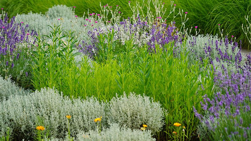 © Natur im Garten/ Leopold Mayrhofer Die Gärtnerinnen der Garten Tulln legen eine Blumenwiese an.