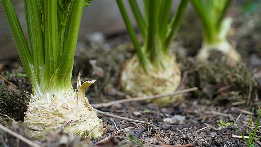 © Natur im Garten/ Leopold Mayrhofer Die Gärtnerinnen der Garten Tulln bei der Gestaltung