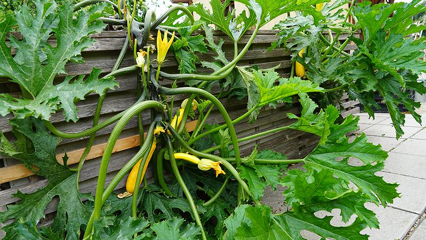 © Natur im Garten/ Leopold Mayrhofer Die Gärtnerinnen der Garten Tulln bei der Gestaltung