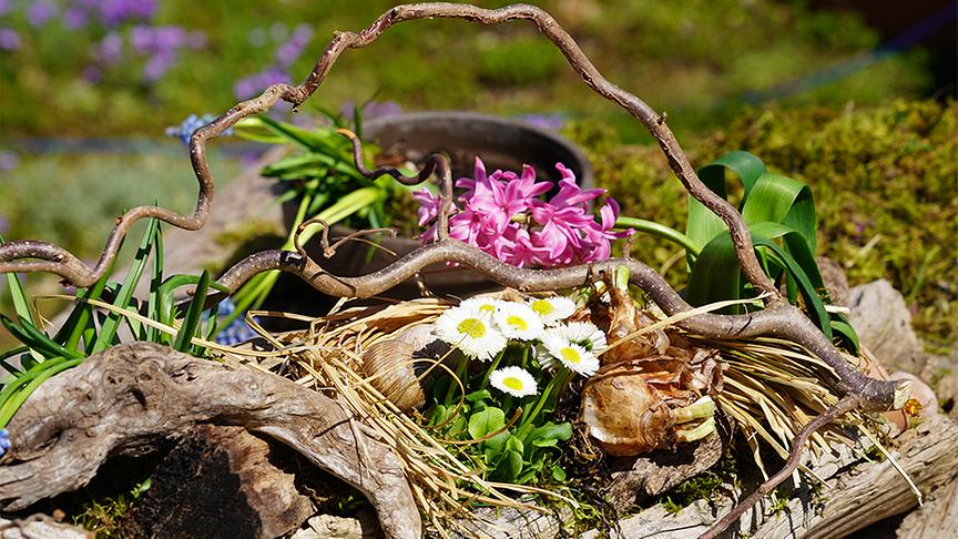 Frühlingsdeko aus Schwemmholz, Ästen, Blumenzwiebeln und Hyazinthen.