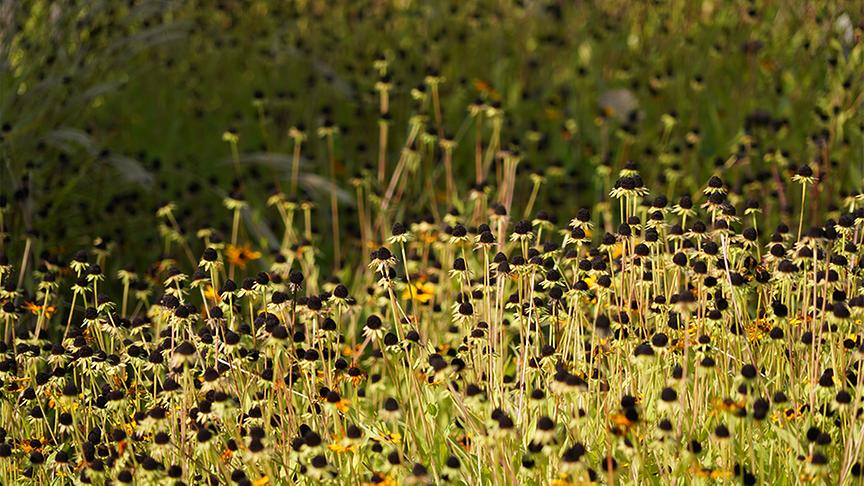 Der Gold- und Silbergarten auf der Garten Tull