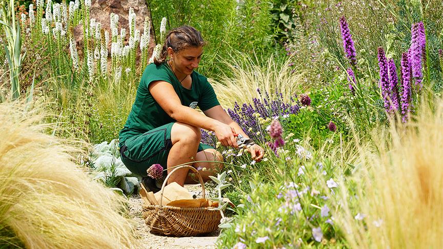 Die Gärtnerinnen der Garten Tulln stellen den Kletterpflanzengarten vor