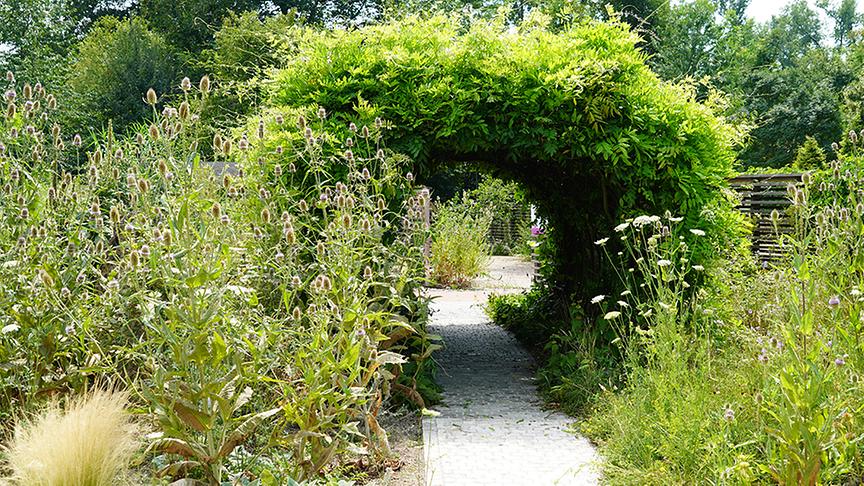 Die Gärtnerinnen der Garten Tulln stellen den Kletterpflanzengarten vor