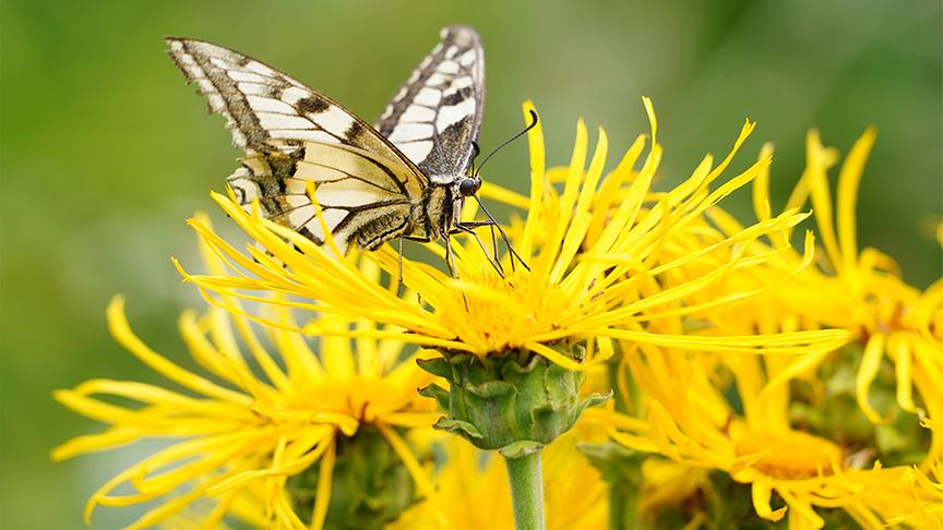 Die Gärtnerinnen der Garten Tulln stellen den Kletterpflanzengarten vor