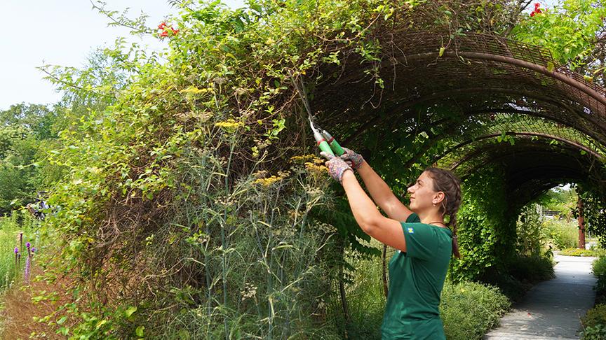 Die Gärtnerinnen der Garten Tulln stellen den Kletterpflanzengarten vor